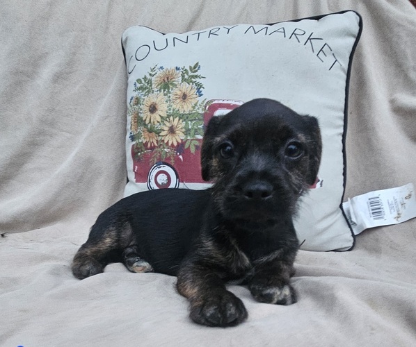 Medium Photo #4 French Bulldog-Shih Tzu Mix Puppy For Sale in WALSH, IL, USA