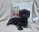 Small #3 French Bulldog-Shih Tzu Mix