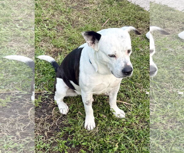 Medium Photo #3 American Bulldog Puppy For Sale in Boca Raton, FL, USA