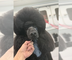 Poodle (Standard) Puppy for sale in OKEECHOBEE, FL, USA