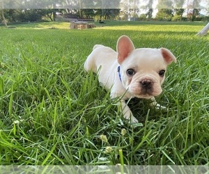 French Bulldog Puppy for sale in GRAND JUNCTION, CO, USA