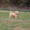 Small Photo #5 Goldendoodle Puppy For Sale in BRIGHTON, MO, USA