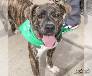 Retriever -Unknown Mix Dogs for adoption in Washington, DC, USA