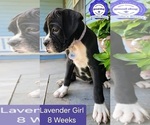 Puppy Lavender Girl Boxer