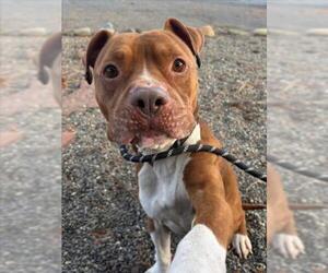 Mutt Dogs for adoption in Woodland, CA, USA