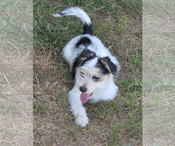 Medium Photo #6 Maltese-Unknown Mix Puppy For Sale in Westminster, MD, USA