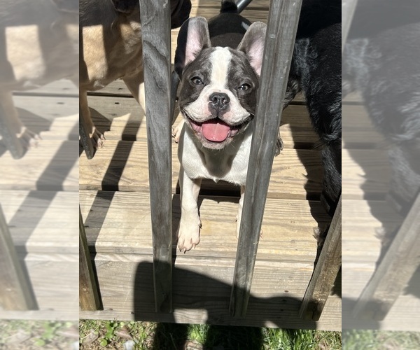 Medium Photo #1 French Bulldog Puppy For Sale in ATLANTA, GA, USA