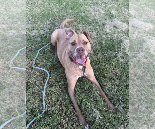 Medium Photo #4 American Staffordshire Terrier-Unknown Mix Puppy For Sale in Spotsylvania, VA, USA