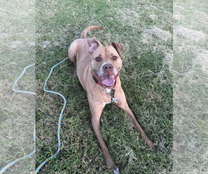 Frankie - Female American Staffordshire Terrier-Unknown Mix Dog for Adoption - Photo #4