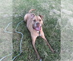 Small Photo #4 American Staffordshire Terrier-Unknown Mix Puppy For Sale in Spotsylvania, VA, USA