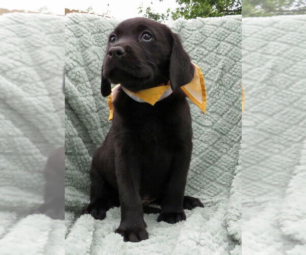 Medium Photo #2 Labrador Retriever Puppy For Sale in Grovertown, IN, USA
