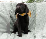 Small #1 Labrador Retriever