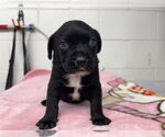 Small #1 Mutt