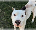 DIESEL - Male Mutt Dog for Adoption - Small photo