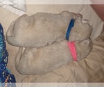 Small Photo #10 Maremma Sheepdog Puppy For Sale in THORN HILL, TN, USA