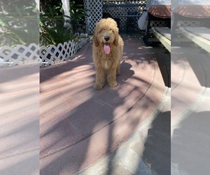 Goldendoodle Puppy for sale in ANAHEIM, CA, USA