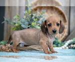 Small Photo #19 Dachshund Puppy For Sale in GREENWICH, OH, USA