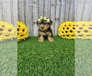 Yorkshire Terrier Puppy for sale in GRAND RAPIDS, MI, USA