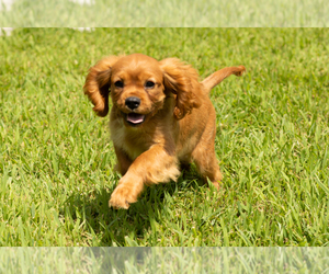 Cavalier King Charles Spaniel Puppy for sale in TOPEKA, IN, USA