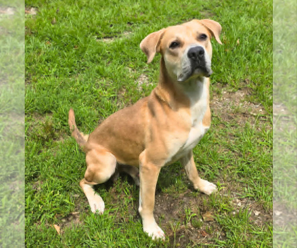 Medium Photo #2 Black Mouth Cur-Labrador Retriever Mix Puppy For Sale in Anniston, AL, USA
