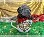 Small Photo #70 French Bulldog Puppy For Sale in HAYWARD, CA, USA