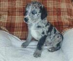 Small Photo #2 Sheprador Puppy For Sale in LEWISBURG, KY, USA