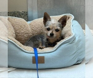 Mutt Dogs for adoption in Boston, MA, USA