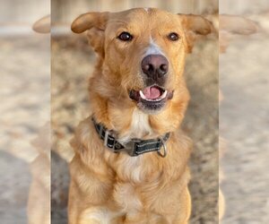 Golden Retriever-Unknown Mix Dogs for adoption in Great Bend, KS, USA