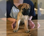 Puppy Green Bullmastiff