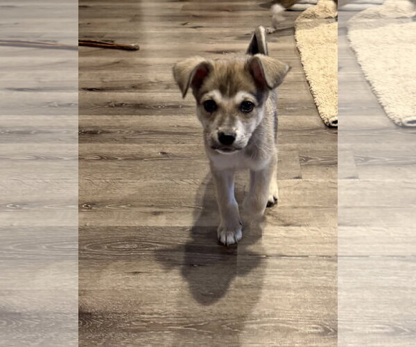 Medium Photo #4 Mutt Puppy For Sale in Sandy, UT, USA