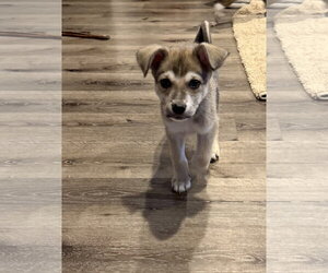 Zev - Male Mutt Dog for Adoption - Photo #4