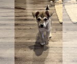 Small Photo #4 Mutt Puppy For Sale in Sandy, UT, USA