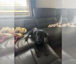 Small Labrador Retriever