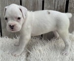 Image preview for Ad Listing. Nickname: AKC Chloe