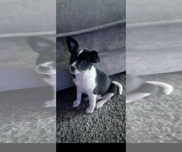 Medium Photo #1 Chihuahua-Unknown Mix Puppy For Sale in Dana Point, CA, USA