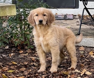 Golden Retriever Puppy for sale in FORT MILL, SC, USA