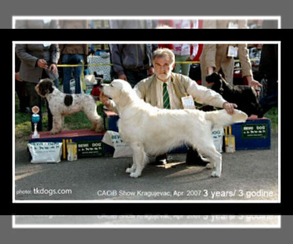 Medium Photo #27 English Cream Golden Retriever Puppy For Sale in PRINCETON, WV, USA