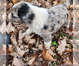 F2 Aussiedoodle Puppy for Sale in OAKLAND, Maryland USA