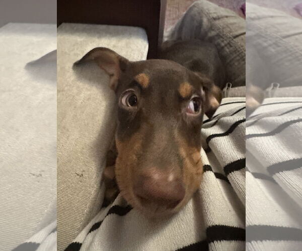 Medium Photo #4 Doberman Pinscher-Unknown Mix Puppy For Sale in Minneaoplis, MN, USA