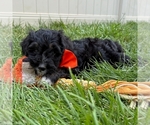 Small #1 Bernedoodle (Miniature)