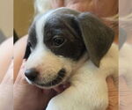 Small #1 Mutt