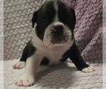Small Olde English Bulldogge
