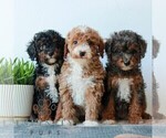 Small #3 Poodle (Miniature)