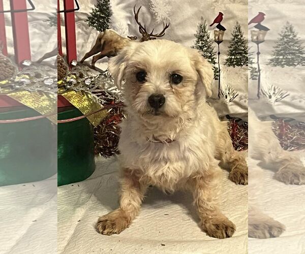 Medium Photo #5 Maltese Puppy For Sale in HOPKINSVILLE/PRINCETON, KY, NH, USA