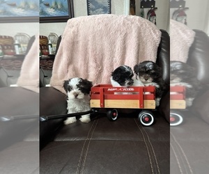 Havanese Litter for sale in SATSUMA, FL, USA