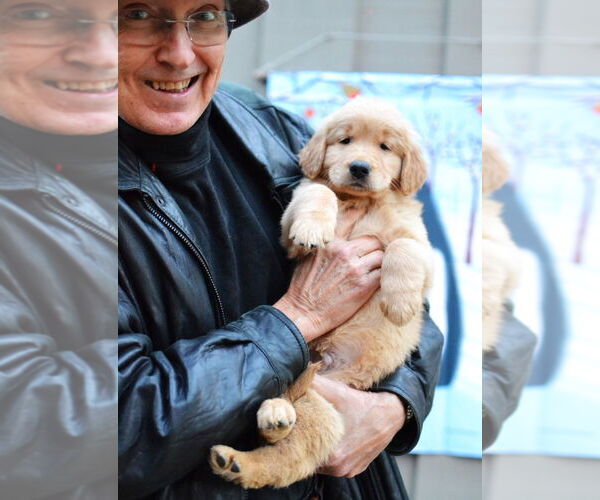 Medium Photo #4 Golden Retriever Puppy For Sale in Germanton, TN, USA