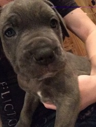 Cane Corso Puppy for sale in SHADY SPRING, WV, USA