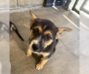 Mutt Dogs for adoption in Riverside, CA, USA