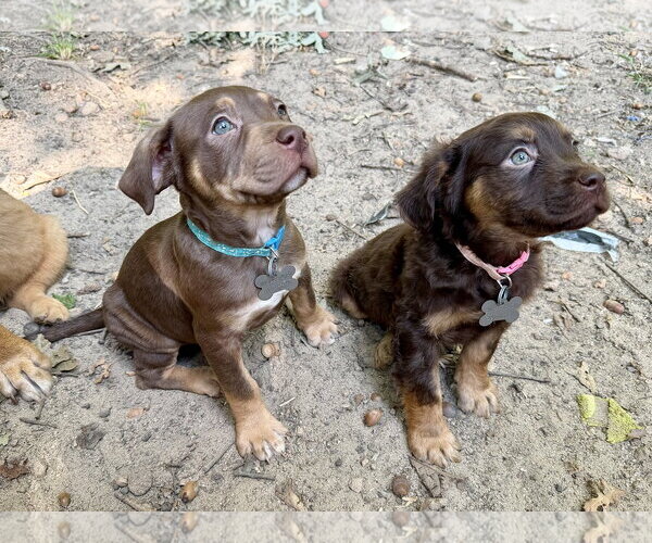 Medium Photo #4 American Staffordshire Terrier-Unknown Mix Puppy For Sale in Holly Springs, NC, USA