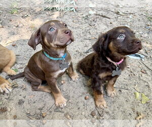 Cheri- Belles & Beau Litter - Female American Staffordshire Terrier-Unknown Mix Dog for Adoption - Photo #4